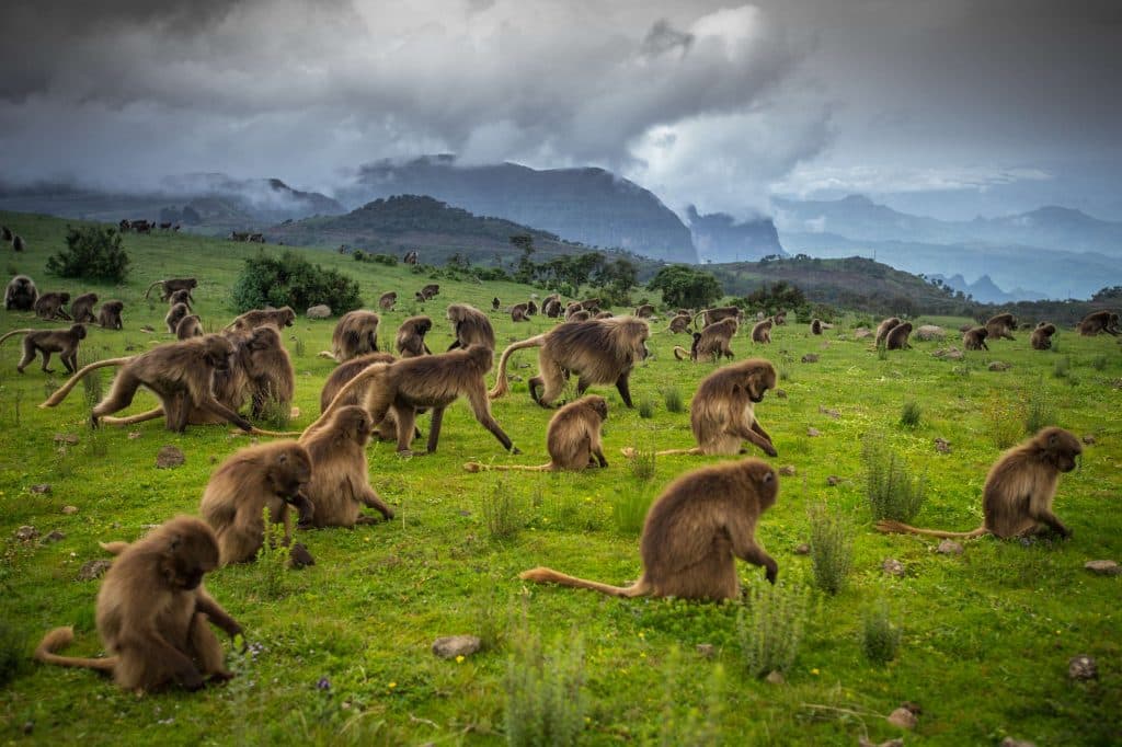 Simien Mountains National Park
